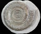 Dactylioceras Ammonite - UK #42624-1